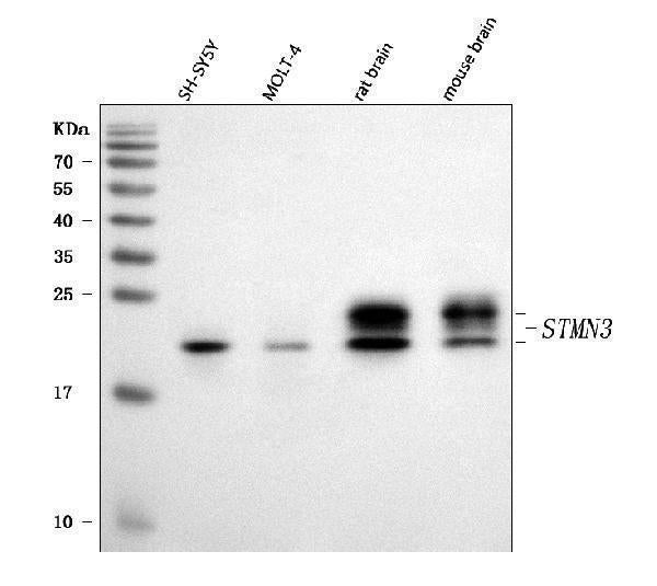 Anti-STMN3 Antibody Picoband® Boster Bio