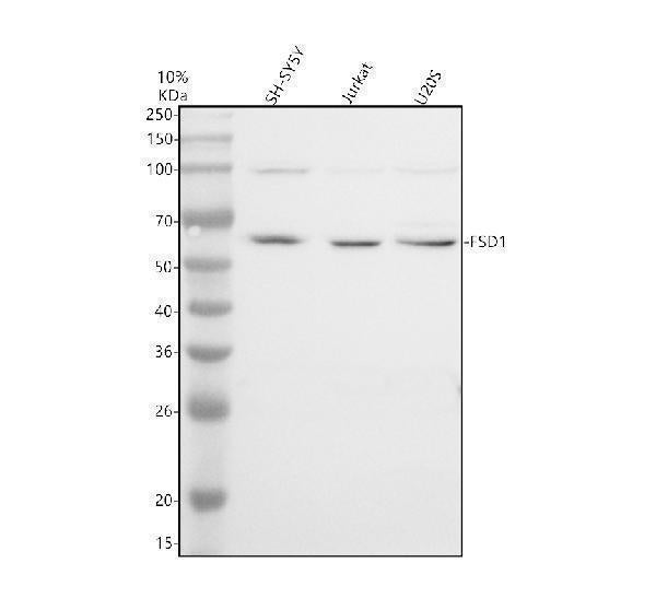 Anti-FSD1 Antibody Picoband® Boster Bio