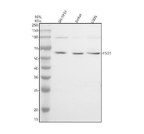 Anti-FSD1 Antibody Picoband® Boster Bio