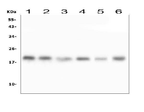 Anti-RMI2 Antibody Picoband® Boster Bio