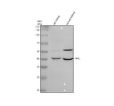 Anti-PARL Antibody Picoband® Boster Bio