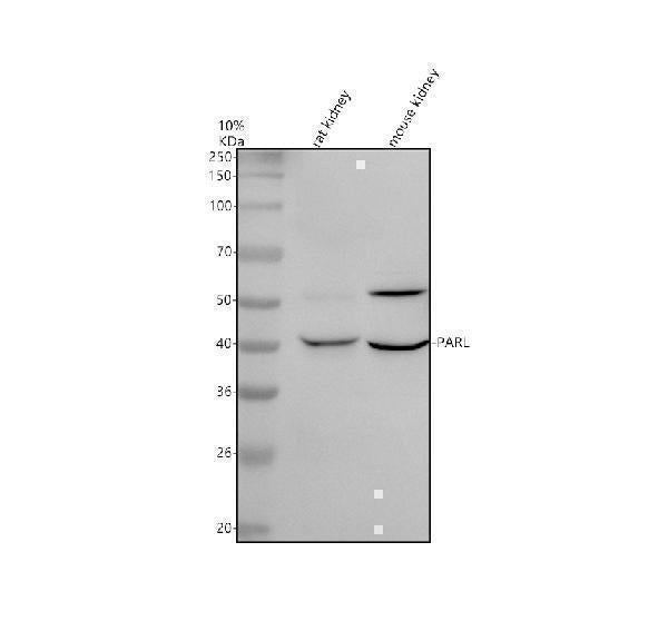 Anti-PARL Antibody Picoband® Boster Bio