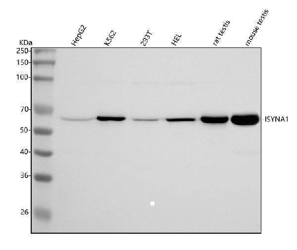 Anti-ISYNA1 Antibody Picoband® Boster Bio