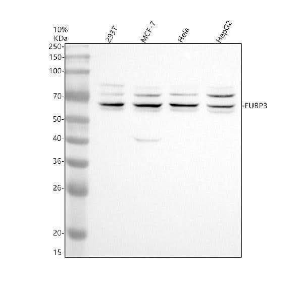 Anti-FUBP3 Antibody Picoband® Boster Bio