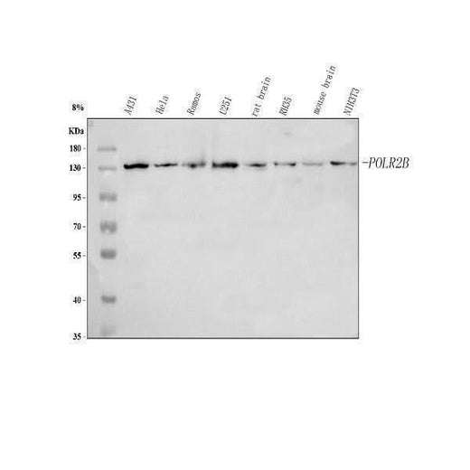 Anti-POLR2B Antibody Picoband® Boster Bio