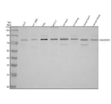 Anti-CALCOCO1 Antibody Picoband® Boster Bio