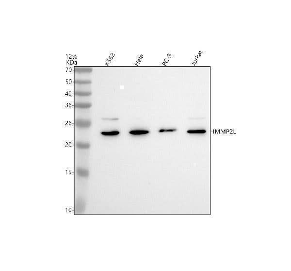 Anti-IMMP2L Antibody Picoband® Boster Bio