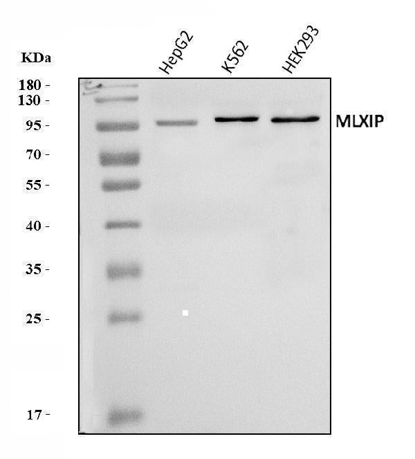 Anti-MLX-interacting protein/MLXIP Antibody Picoband® Boster Bio
