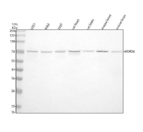 Anti-WDR26 Antibody Picoband® Boster Bio