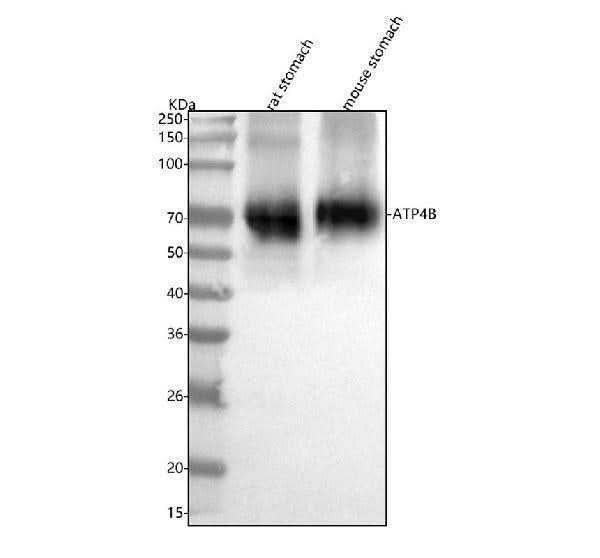 Anti-ATP4B Antibody Picoband® Boster Bio