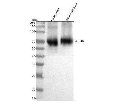 Anti-ATP4B Antibody Picoband® Boster Bio