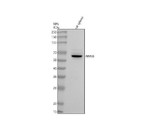 Anti-TXNDC3/NME8 Antibody Picoband® Boster Bio