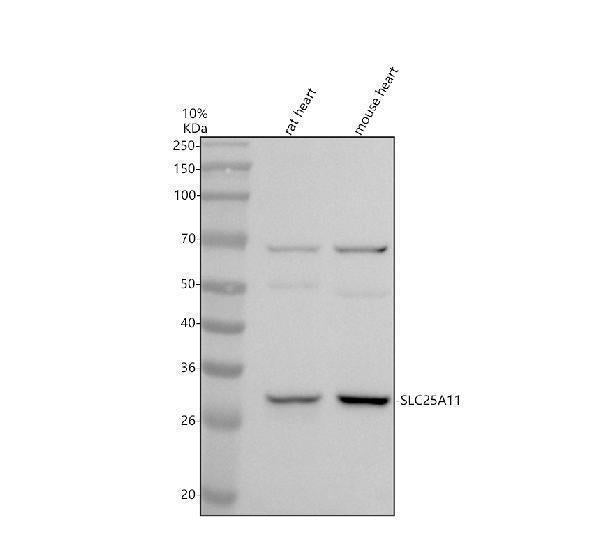 Anti-SLC25A11 Antibody Picoband® Boster Bio
