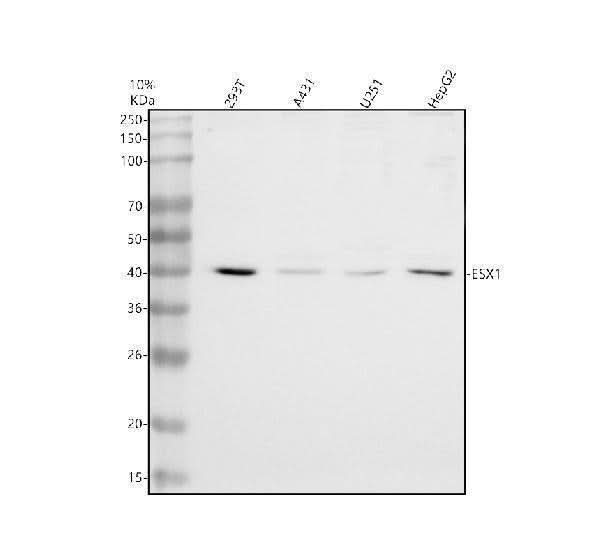 Anti-ESX1 Antibody Picoband® Boster Bio
