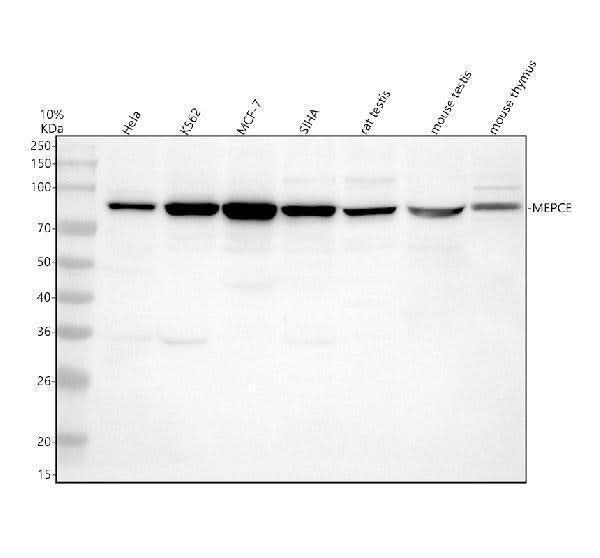 Anti-MEPCE Antibody Picoband® Boster Bio