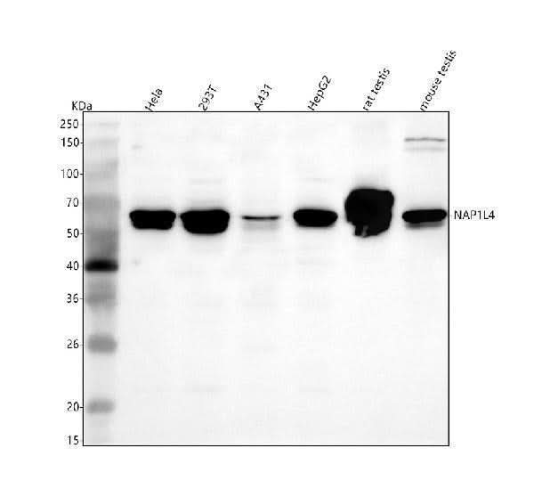 Anti-NAP1L4 Antibody Picoband® Boster Bio