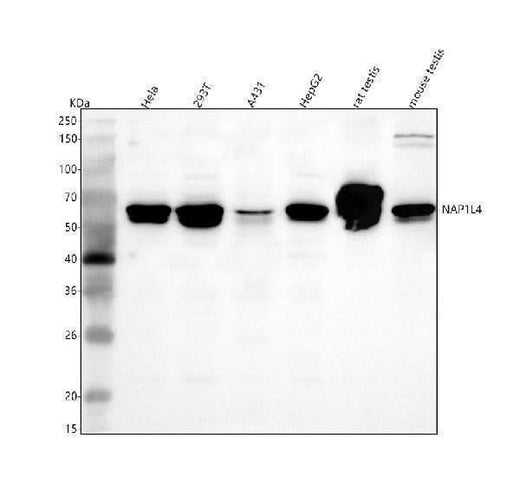 Anti-NAP1L4 Antibody Picoband® Boster Bio