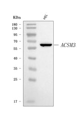 Anti-SAH/ACSM3 Antibody Picoband® Boster Bio