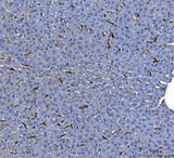 Anti-F4/80/Adgre1 Antibody Boster Bio