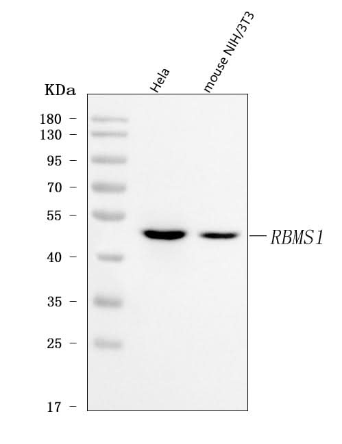 Anti-RBMS1 Antibody Picoband® Boster Bio
