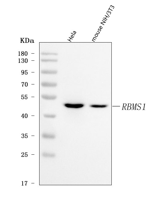 Anti-RBMS1 Antibody Picoband® Boster Bio