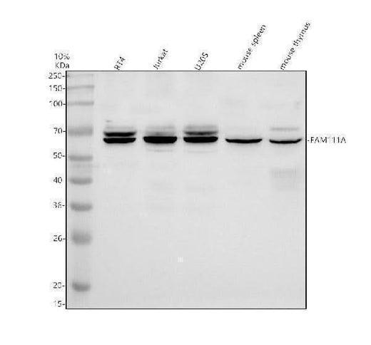 Anti-FAM111A Antibody Picoband® Boster Bio