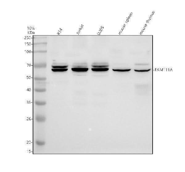Anti-FAM111A Antibody Picoband® Boster Bio