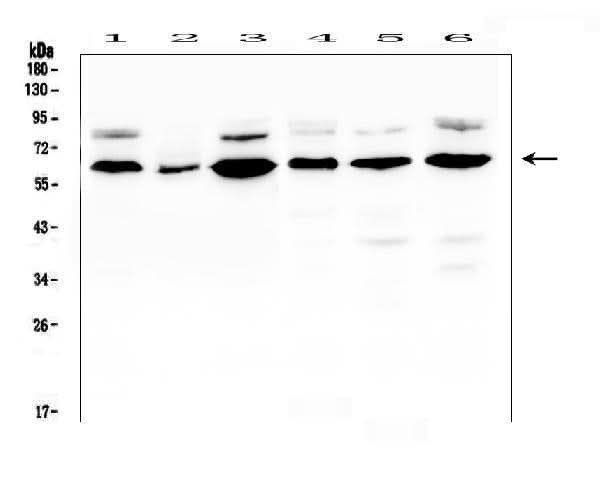 Anti-EGFL6 Antibody Picoband® Boster Bio