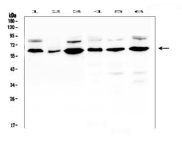 Anti-EGFL6 Antibody Picoband® Boster Bio
