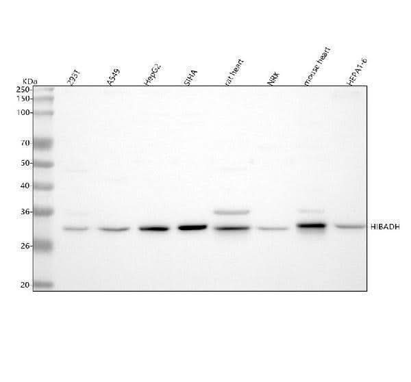 Anti-HIBADH Antibody Picoband® Boster Bio