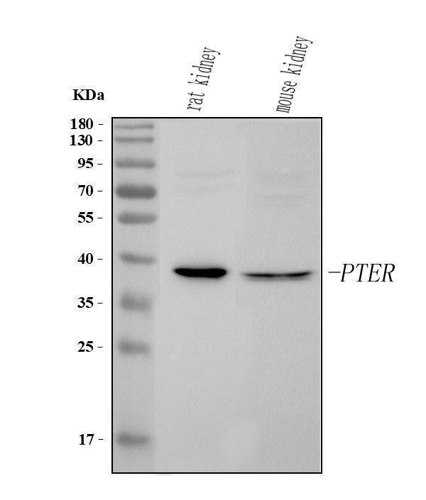 Anti-PTER Antibody Picoband® Boster Bio