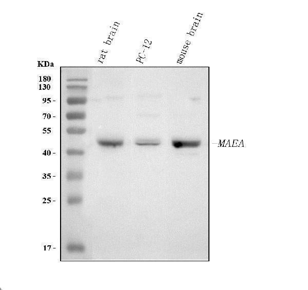 Anti-MAEA Antibody Picoband® Boster Bio