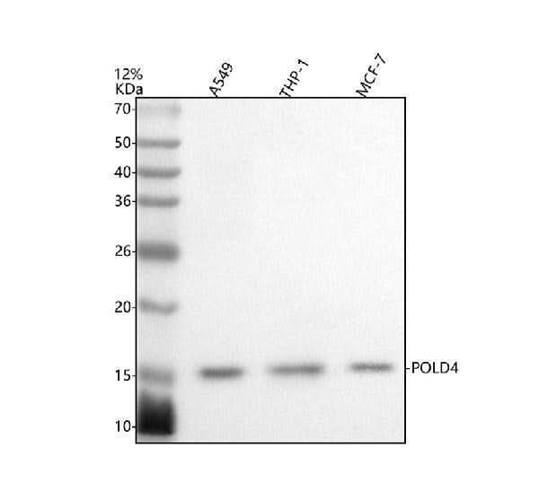 Anti-POLD4 Antibody Picoband® Boster Bio