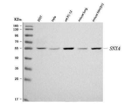 Anti-SNX4 Antibody Picoband® Boster Bio