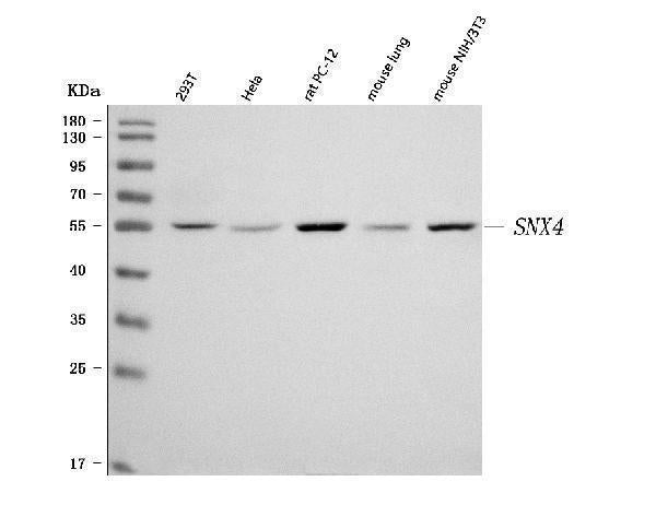 Anti-SNX4 Antibody Picoband® Boster Bio