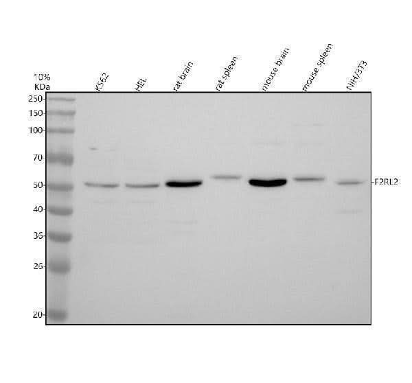 Anti-F2RL2 Antibody Picoband® Boster Bio