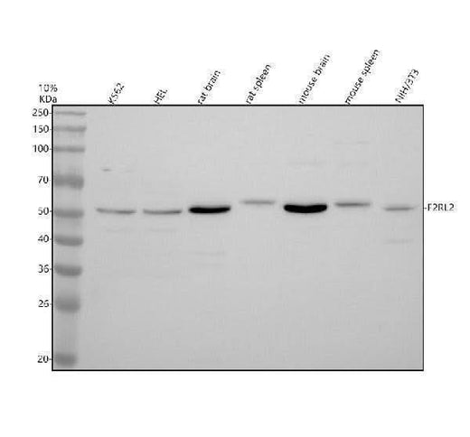 Anti-F2RL2 Antibody Picoband® Boster Bio