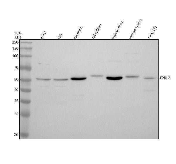 Anti-F2RL2 Antibody Picoband® Boster Bio