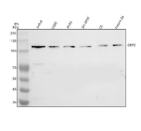 Anti-DRP2 Antibody Picoband® Boster Bio