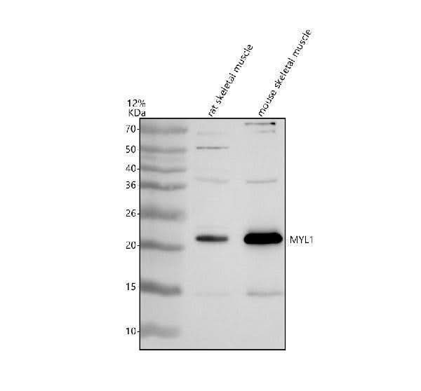 Anti-MYL1 Antibody Picoband® Boster Bio
