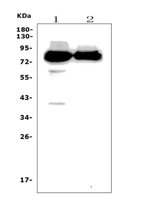 Anti-PPM1E Picoband® Antibody Boster Bio