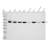 Anti-FAF2 Antibody Picoband® Boster Bio