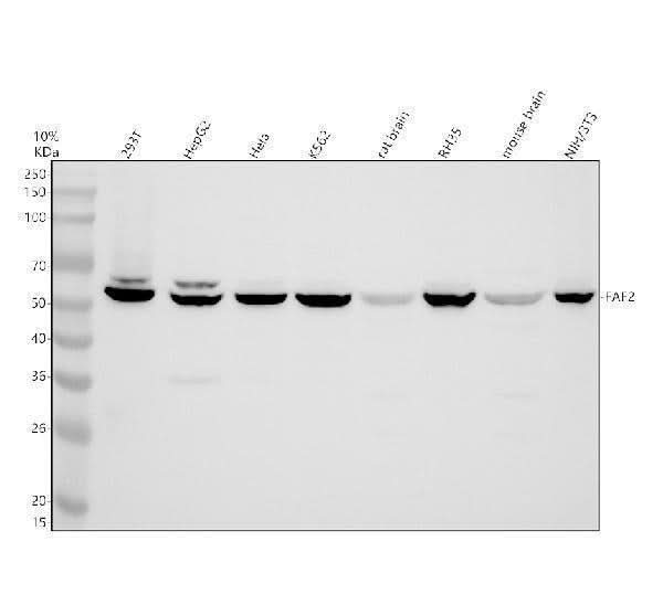 Anti-FAF2 Antibody Picoband® Boster Bio