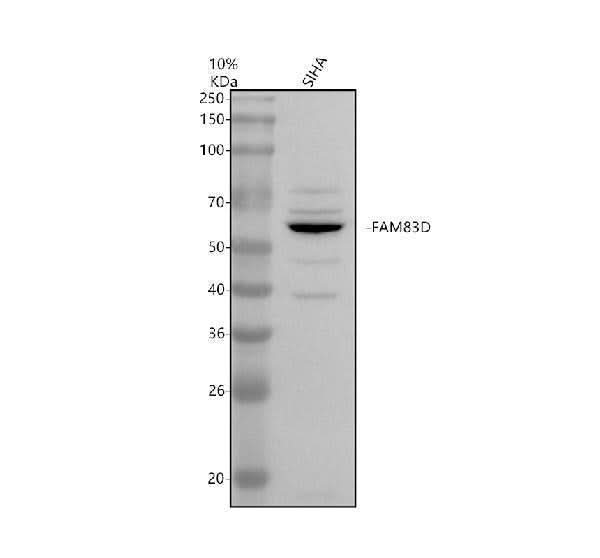 Anti-FAM83D Antibody Picoband® Boster Bio
