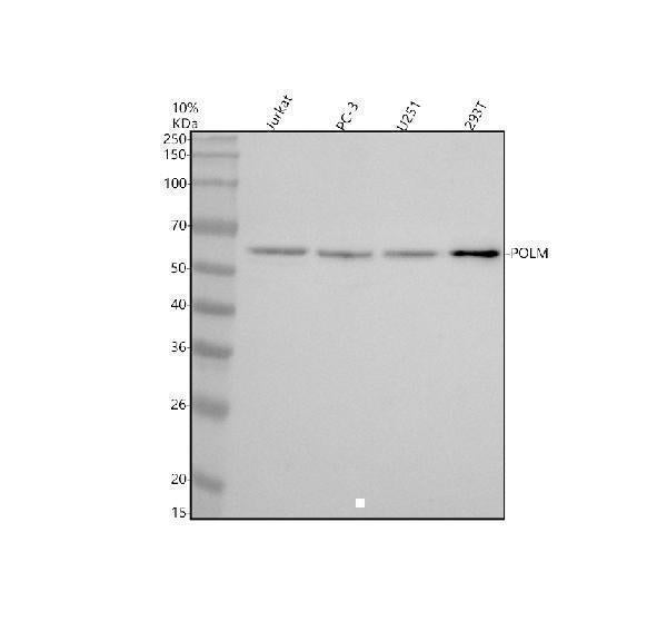 Anti-POLM Antibody Picoband® Boster Bio