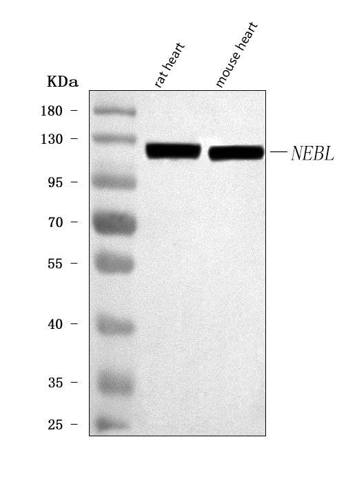 Anti-NEBL Antibody Picoband® Boster Bio