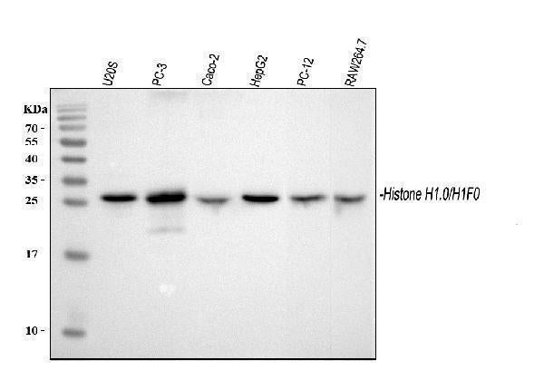 Anti-Histone H1.0/H1F0 Antibody Picoband® Boster Bio