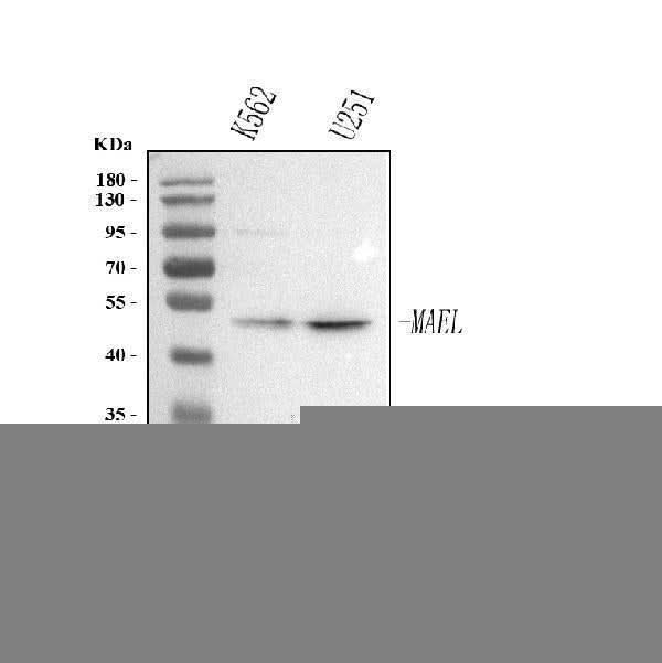 Anti-MAEL Antibody Picoband® Boster Bio