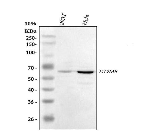 Anti-KDM8 Antibody Picoband® Boster Bio