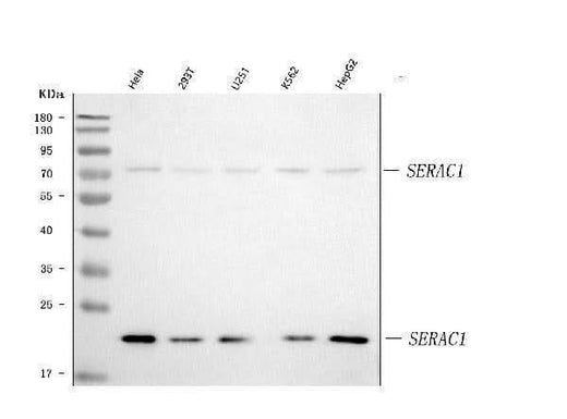 Anti-SERAC1 Antibody Picoband® Boster Bio